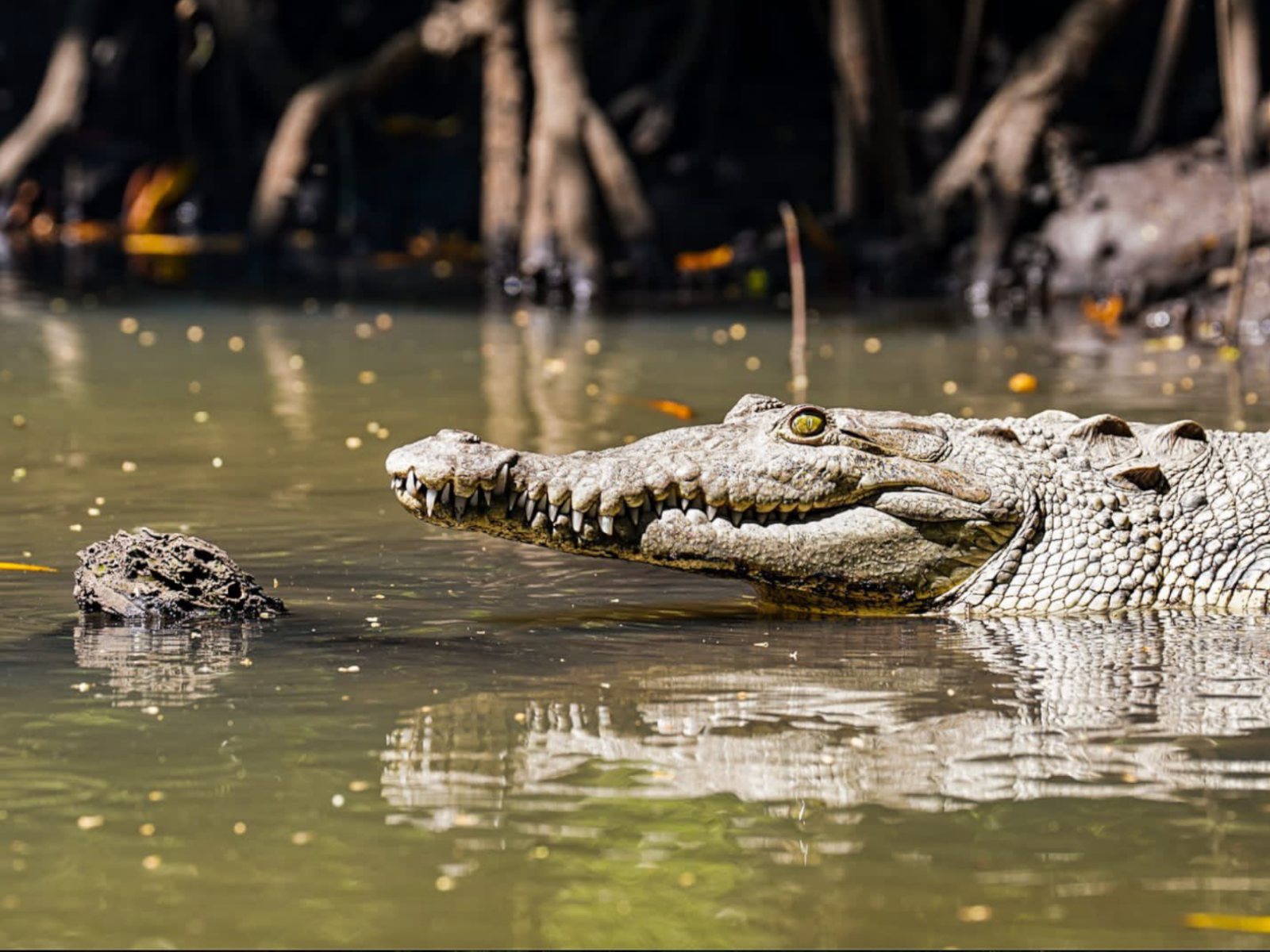 barra-de-santiago-manglares-cocodrilos2