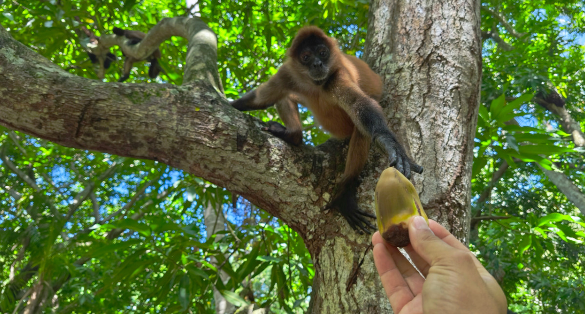 Jiquilisco-bay-tour-spider-monkey-el-salvador-00
