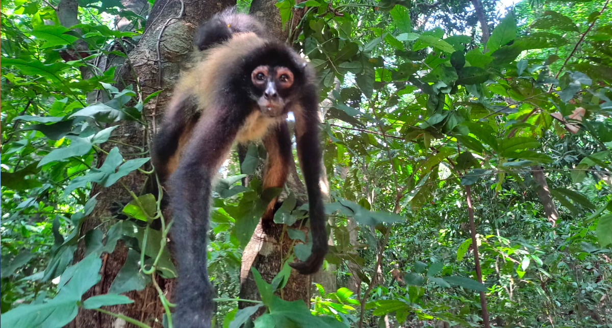 Jiquilisco-bay-tour-spider-monkey