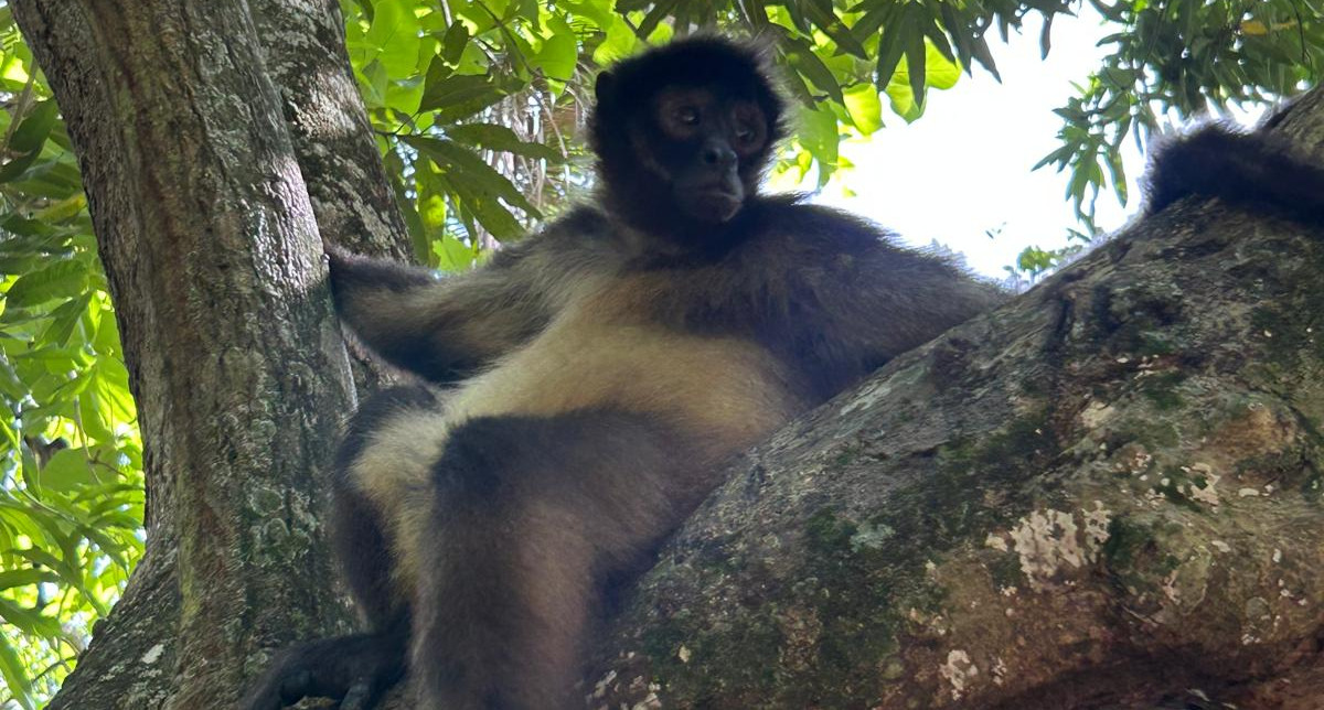 spider-monkey-el-salvador-jiquilisco