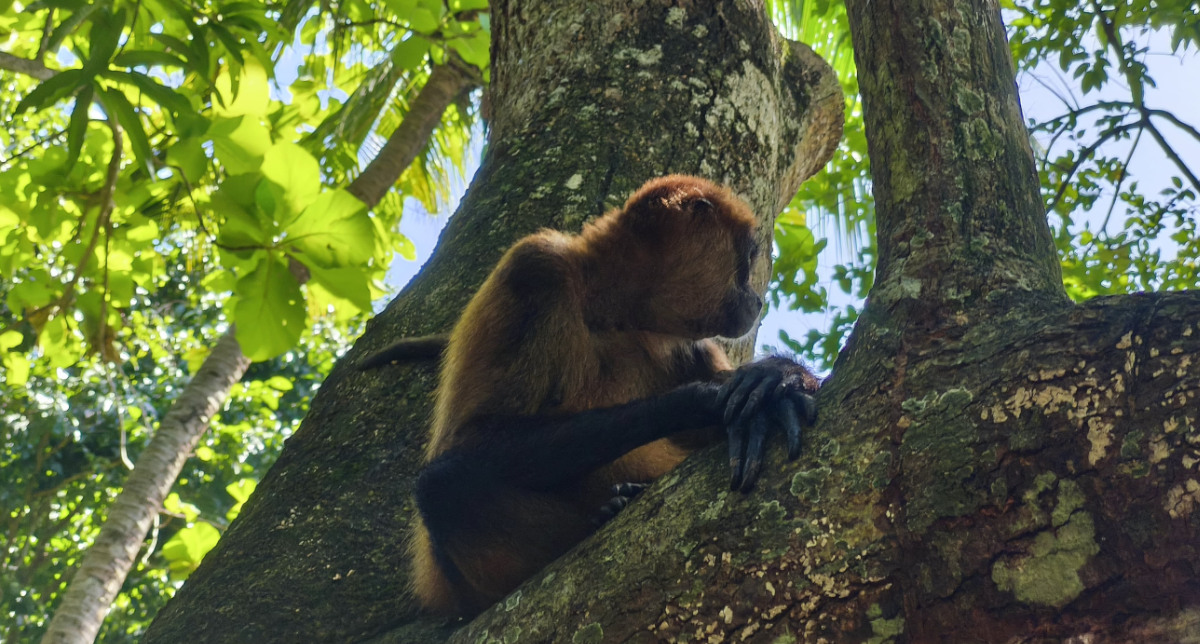 spider monkey sanctuary